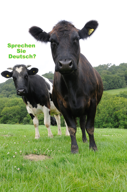 german cows – BolenReport